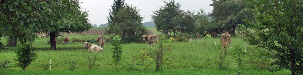 Kühe im Baumgarten